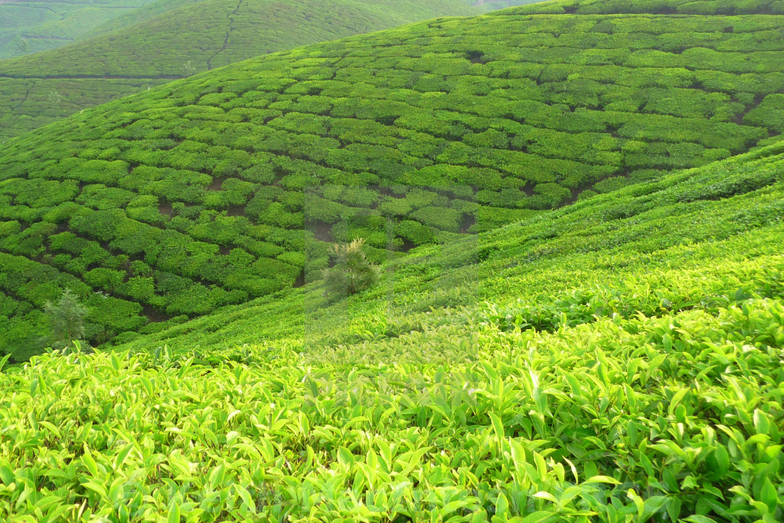 "Green Tea" stock image