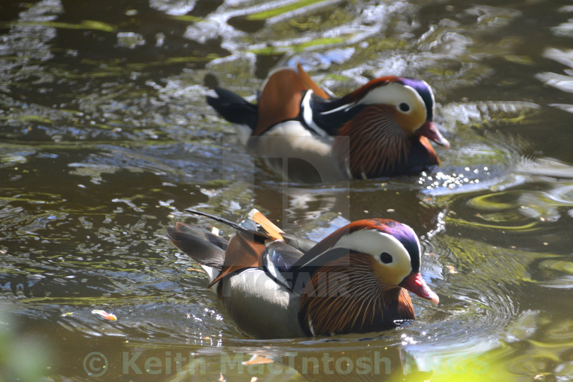 "Mandarin Formation" stock image