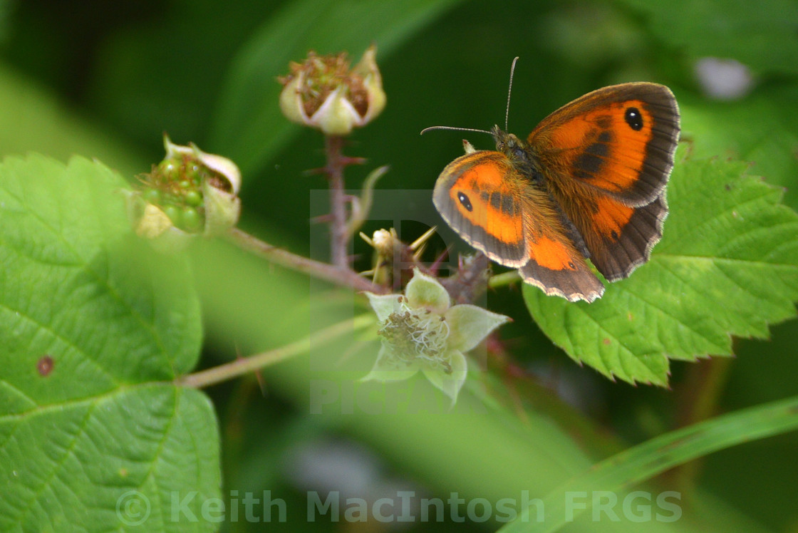 "The Gatekeeper" stock image