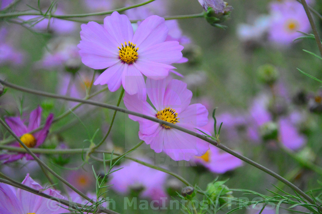 "Flowers of Babur" stock image