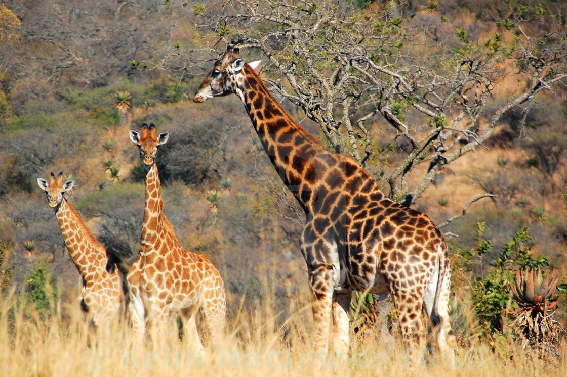 "Three of Us" stock image