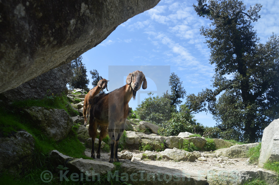 "Himalayan Roadblock" stock image