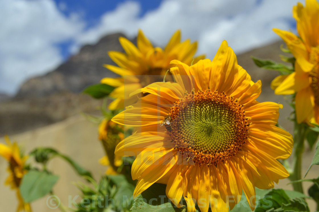 "In the Sun" stock image