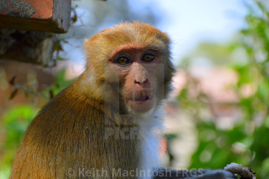 "Keeping Watch" stock image