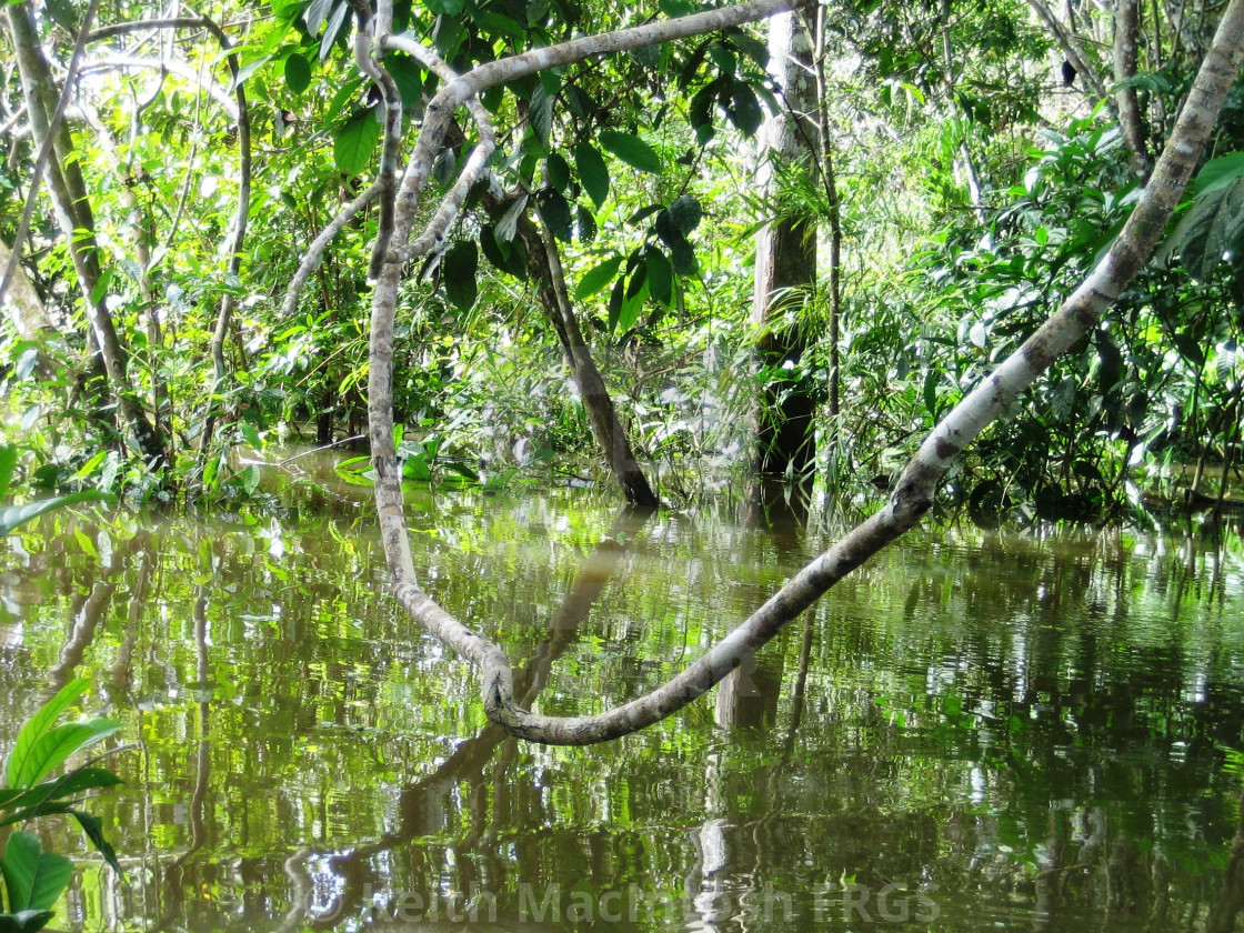 "Flooded Forest" stock image