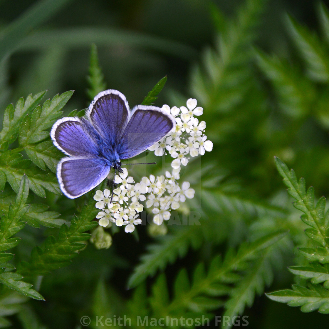 "Butterfly Blue" stock image