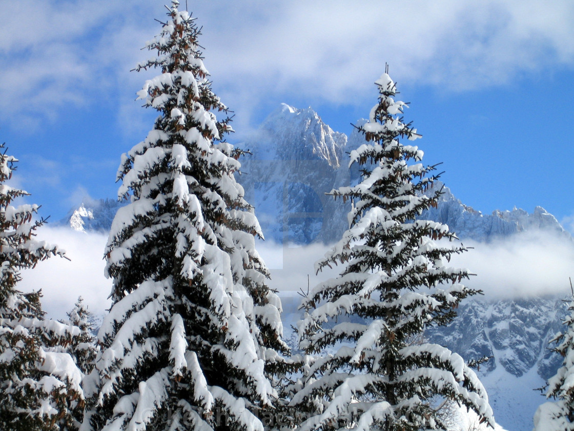 "Snow on the Trees" stock image