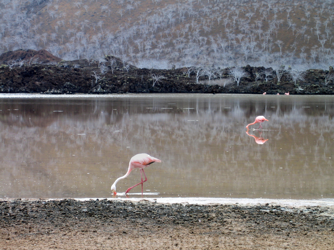 "Galápagos Flamingos" stock image