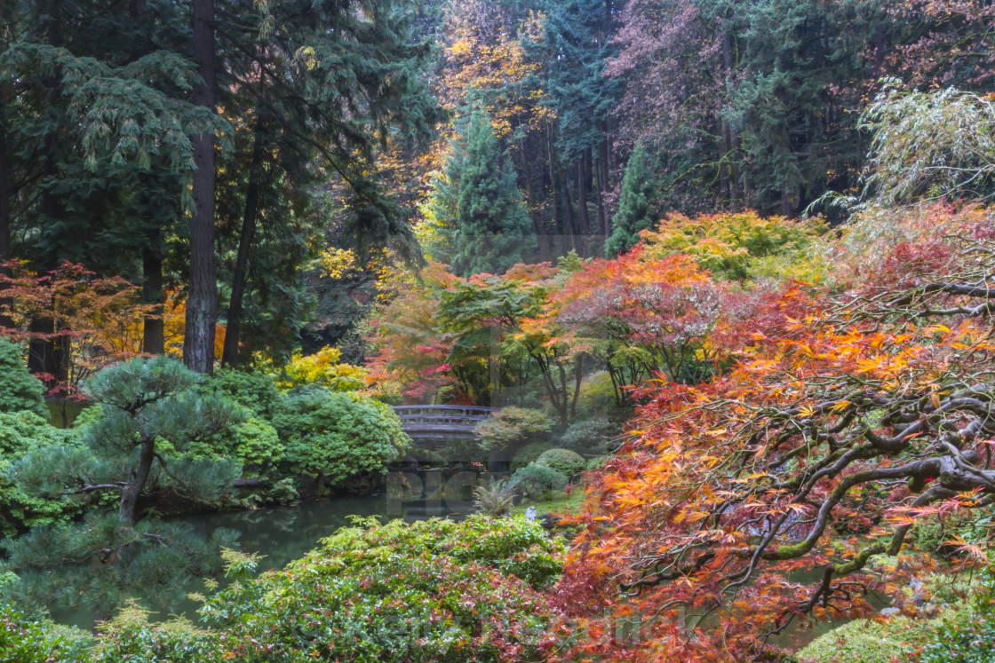 "Japanese garden" stock image