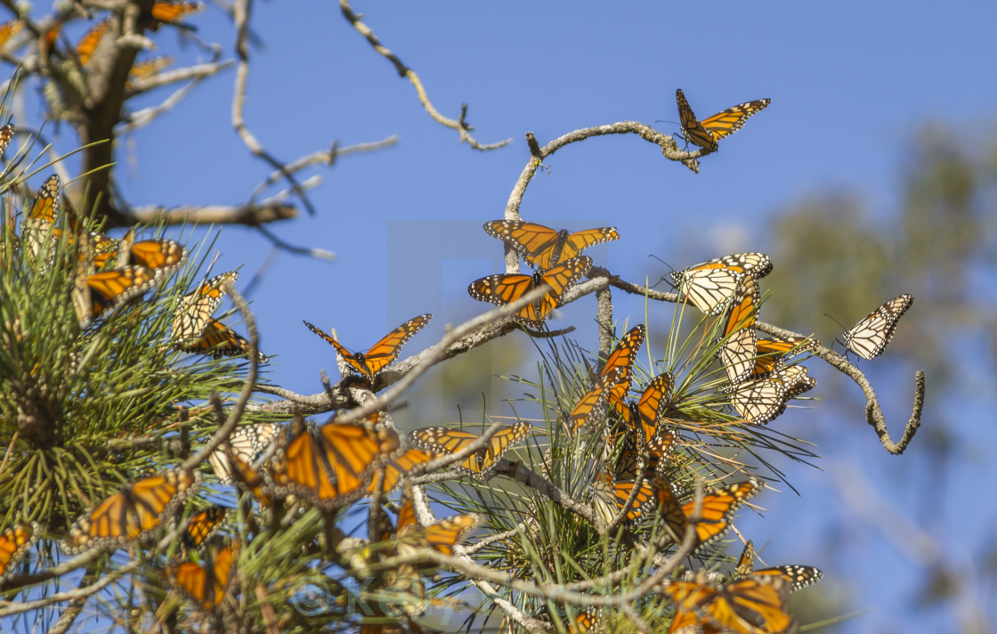 "Monarch butterflies" stock image