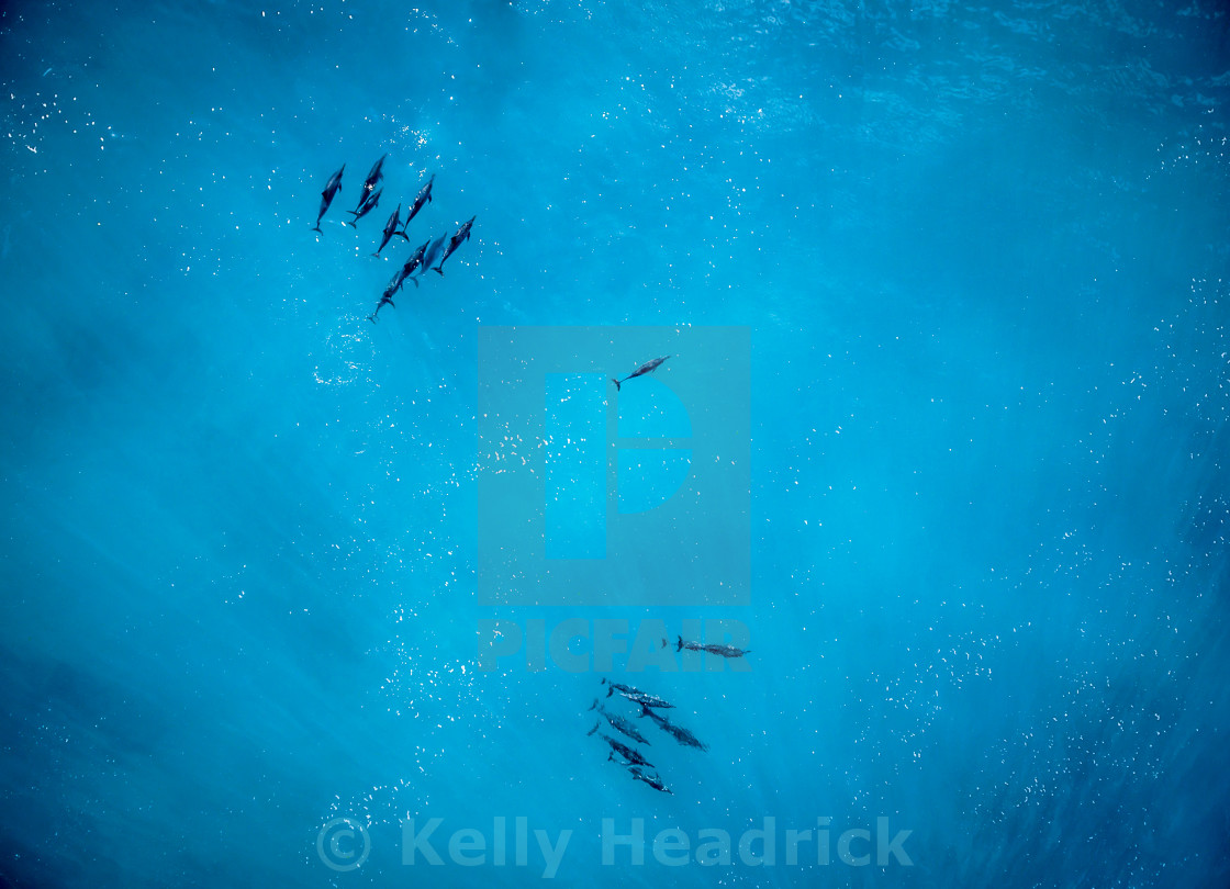 "Dolphin Pod" stock image