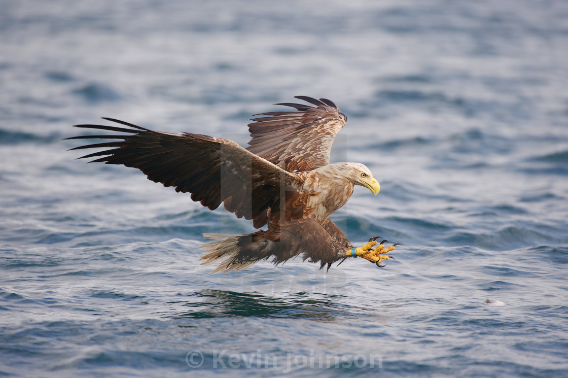 "White Tailed Eagle Hunting" by Kevin Johnson - £31.00 "White Tailed Eagle Hunting" stock image