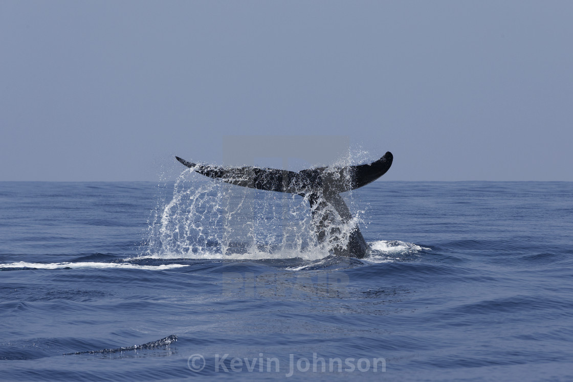 "Blue Whale fluke - as it dives" stock image