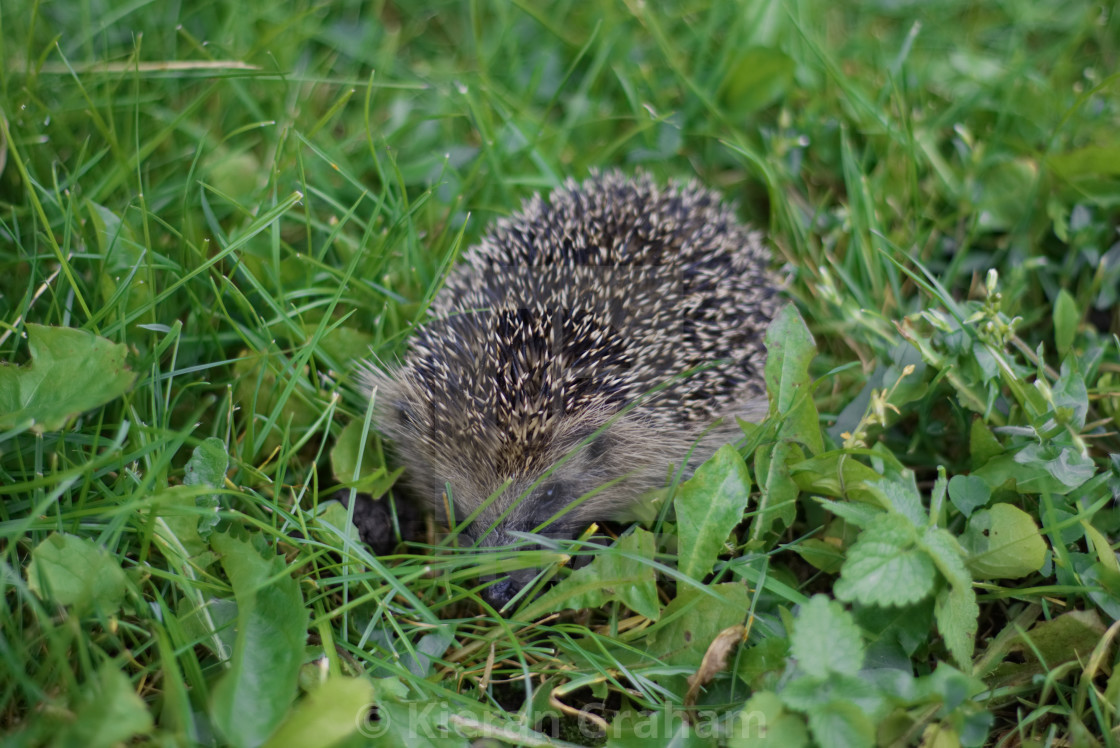 Shy Hedgehog License Download Or Print For 9 99 Photos Picfair Shy the hedgehog is my oc.shes verry timid. picfair