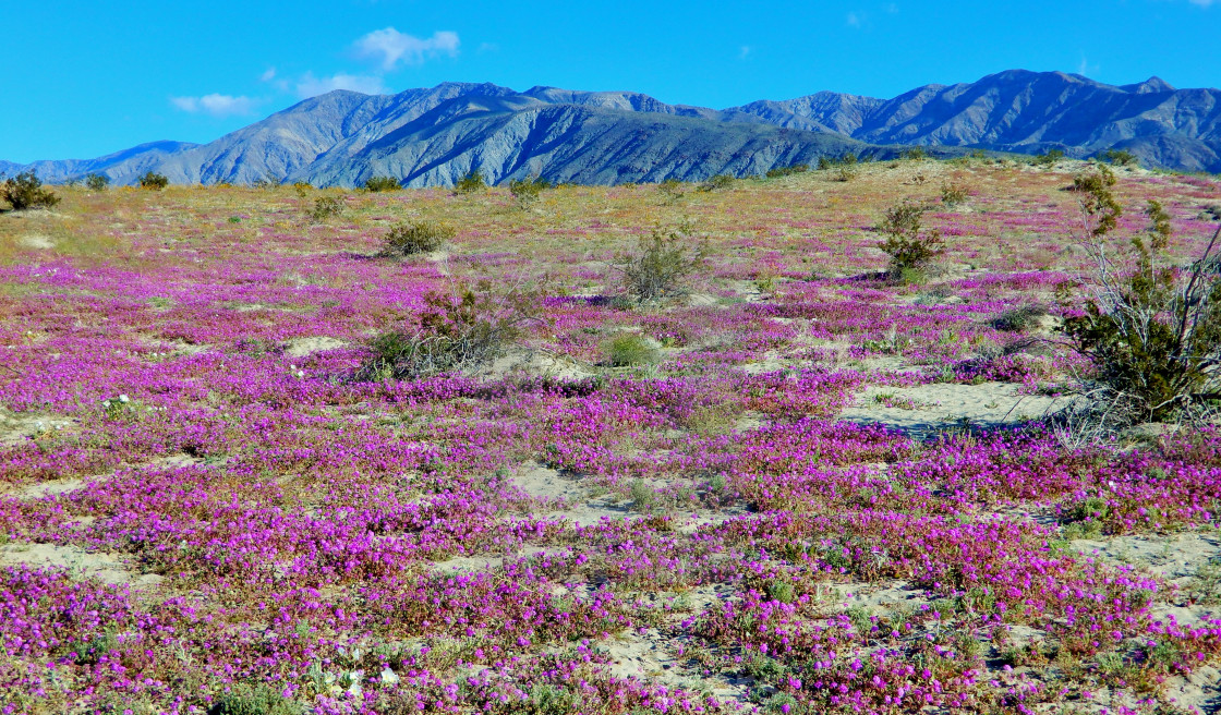 "Desert of Purple Carpet" by Kirk Peters - £10.00 "Desert of Purple Carpet" stock image