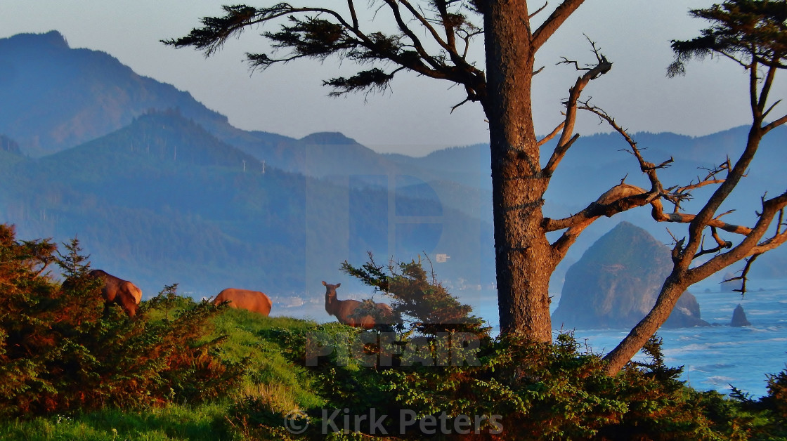 Elk Above The Oregon Coast License Download Or Print For 10 00 Photos Picfair