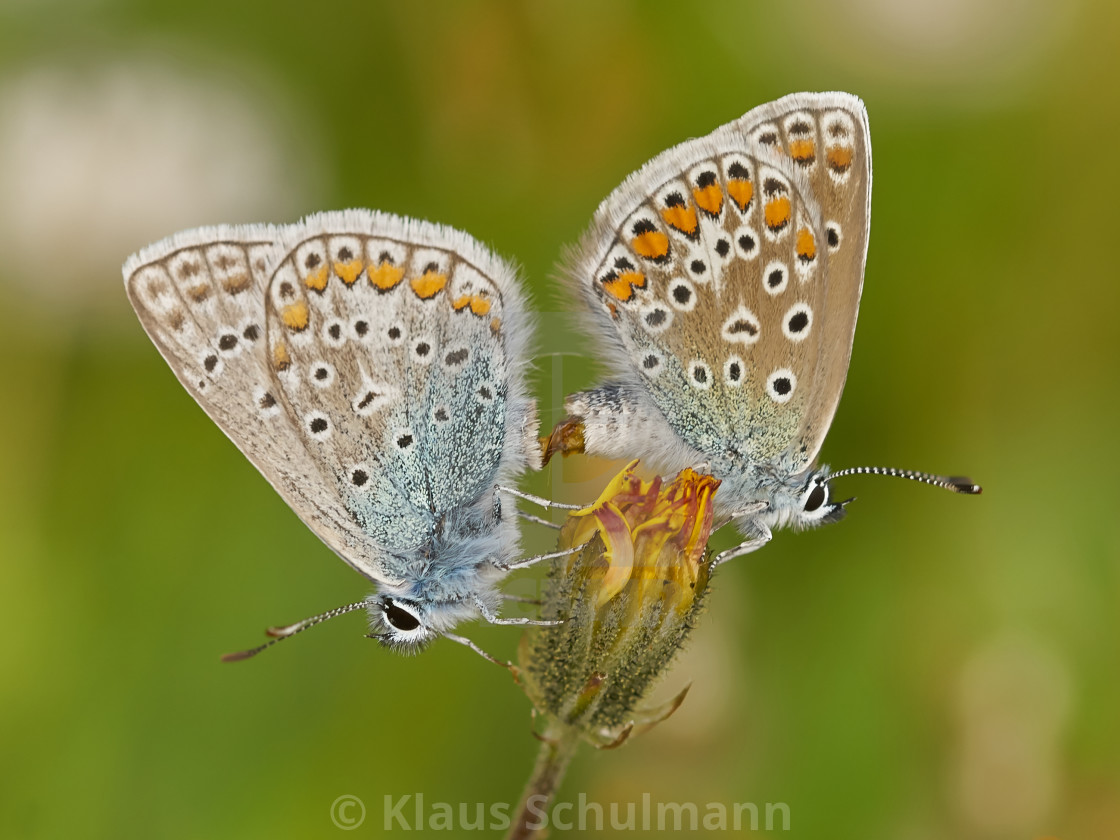 Hauhechel Blauling License Download Or Print For 12 40 Photos Picfair