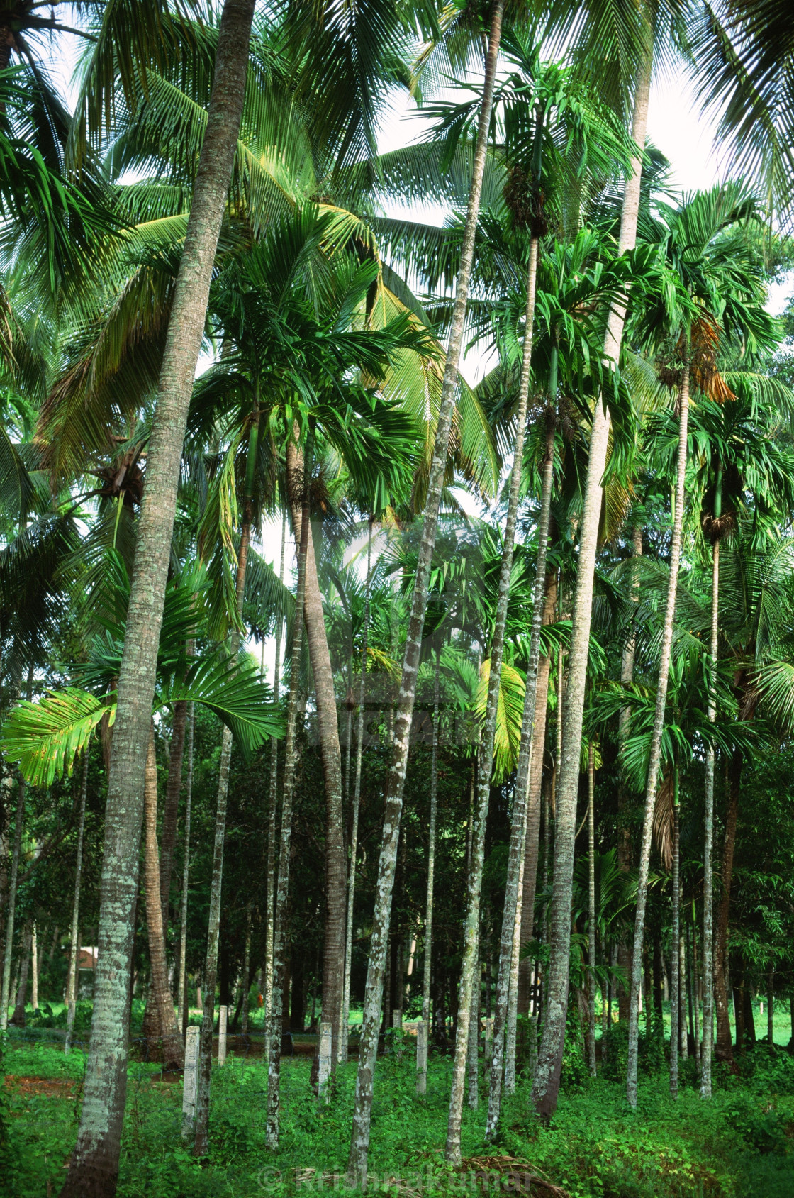 punakea coconaut farms