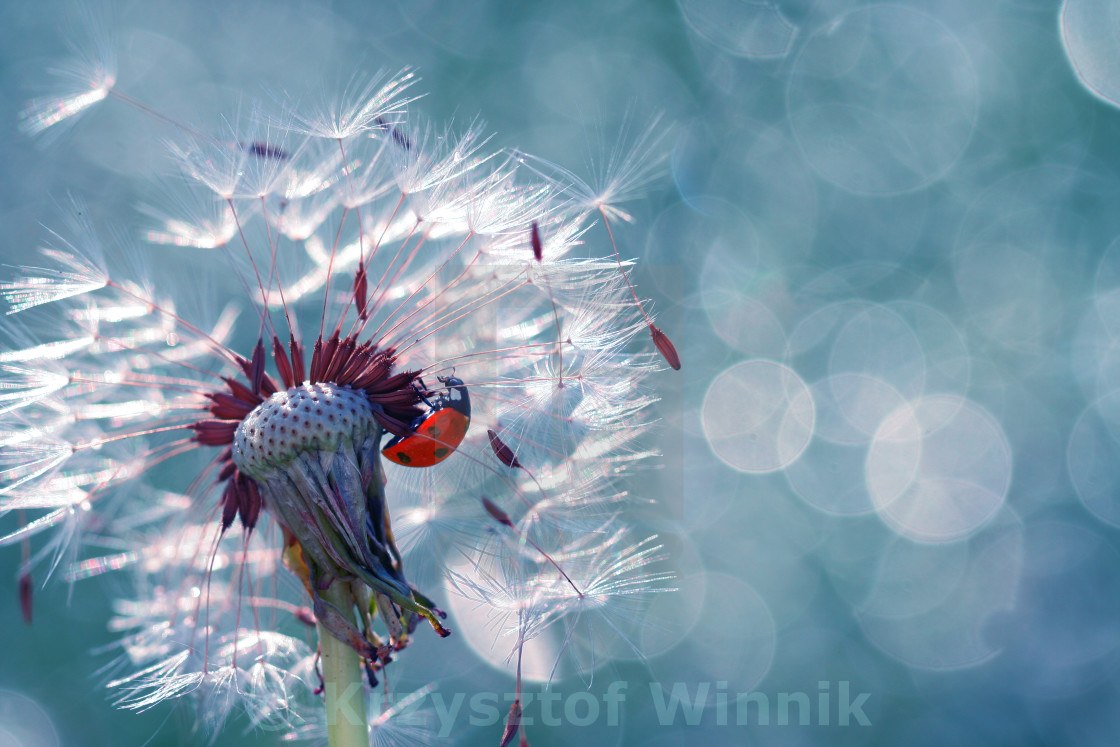 "A little red ladybug" stock image