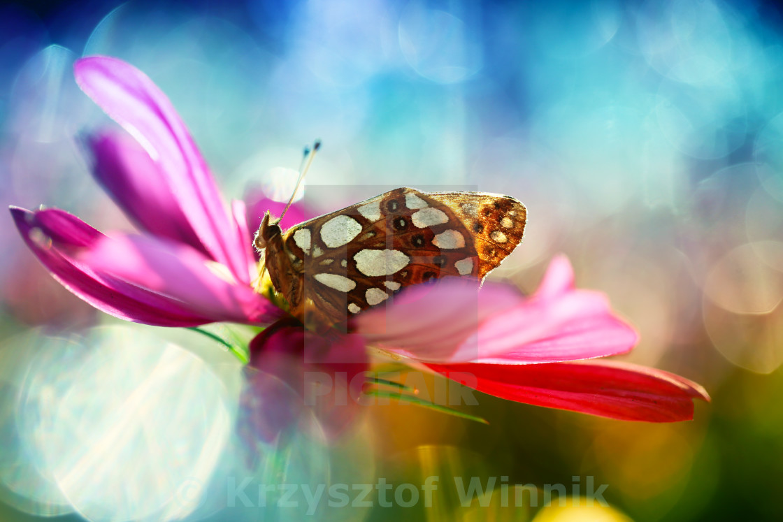 "Butterfly from my garden" stock image