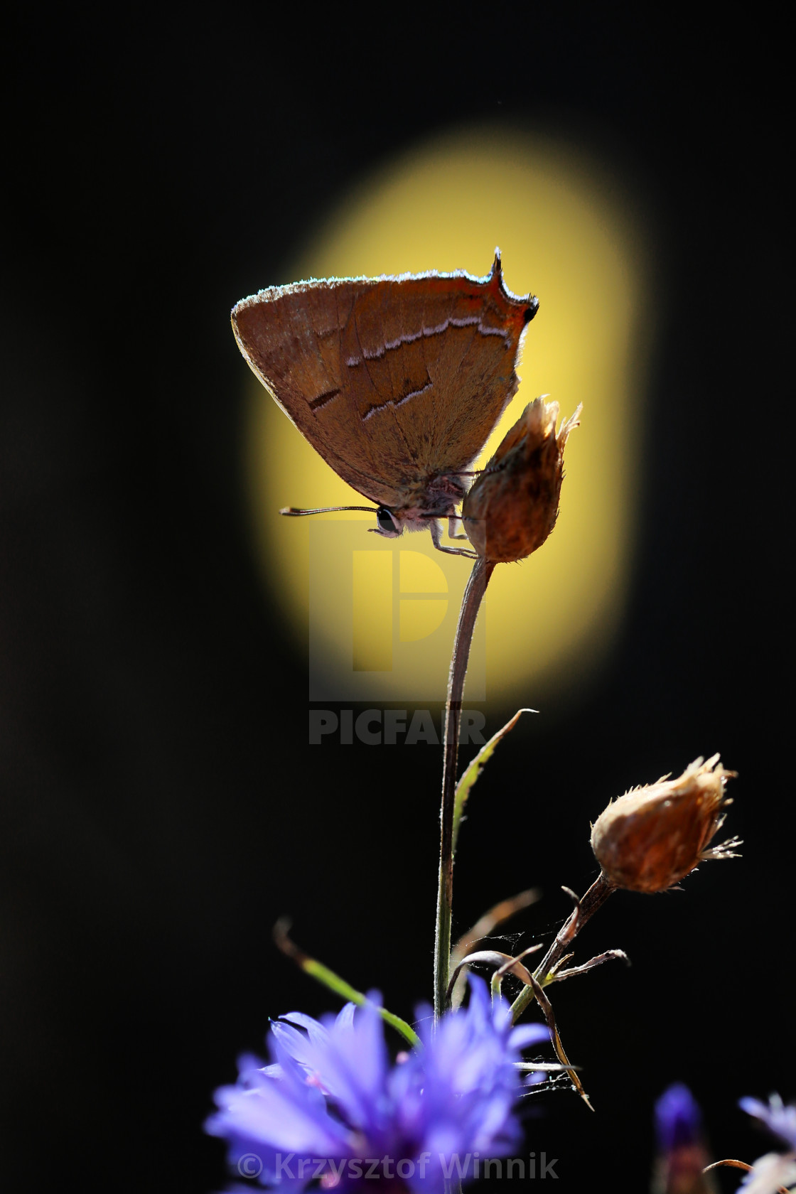 "A rare butterfly in my garden on an interesting background" stock image