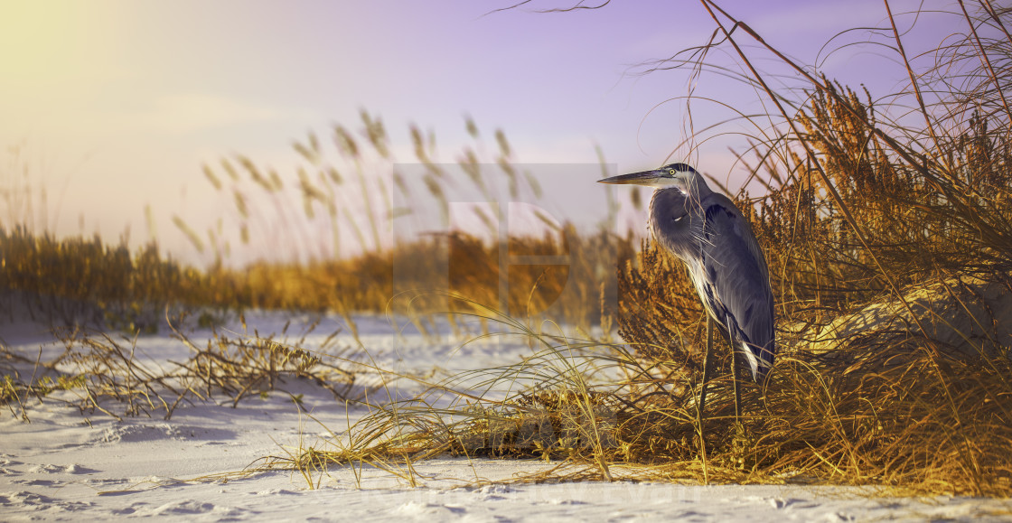 "Old Sam on Pensacola Beach" stock image