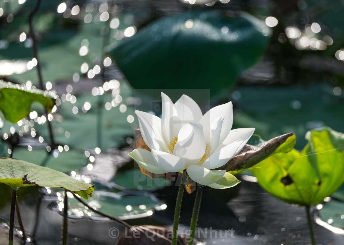 White Lotus Flower License Download Or Print For 6 Photos Picfair