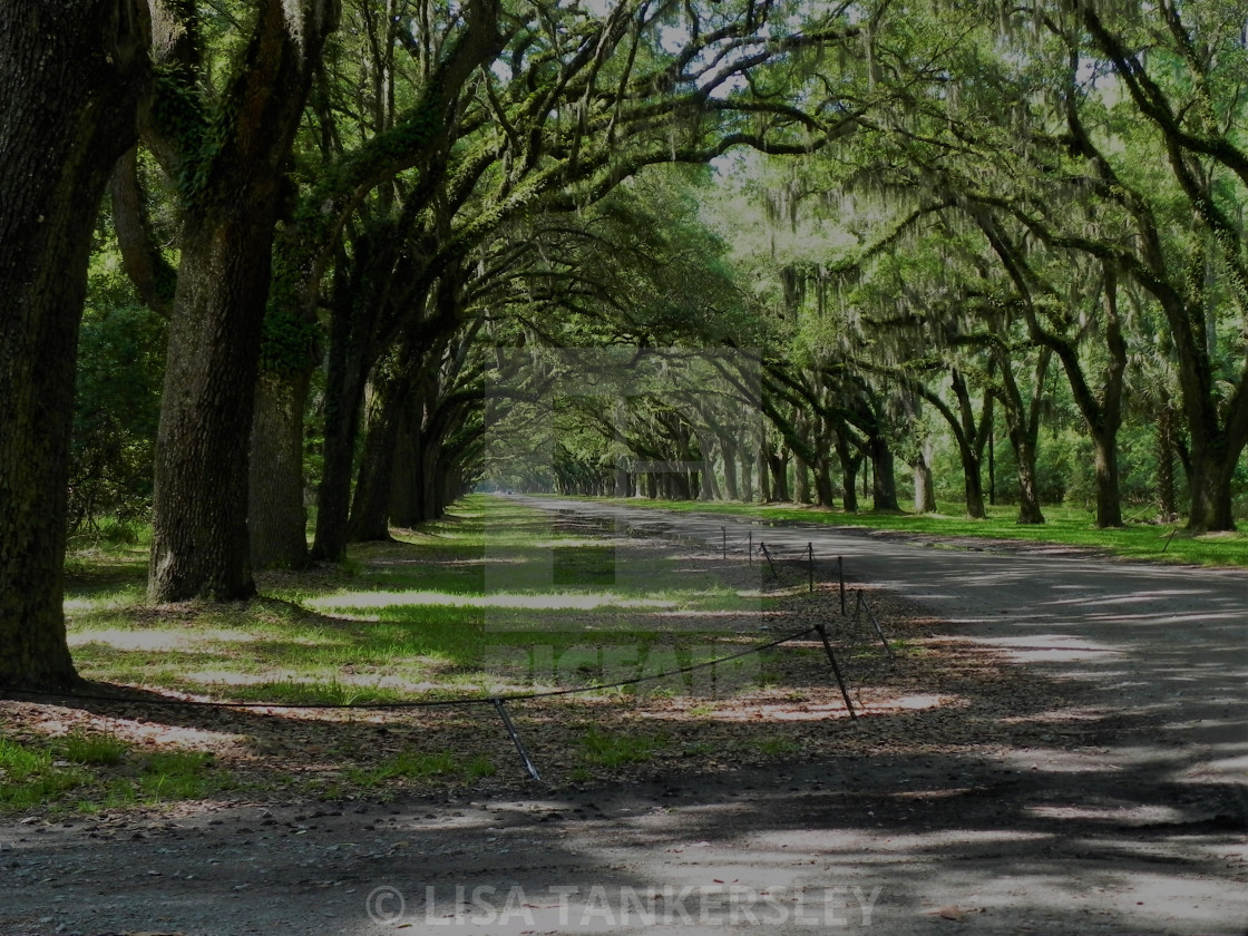 "Wormsloe State Park Entrance" by LISA TANKERSLEY - $15.42 "Wormsloe State Park Entrance" stock image