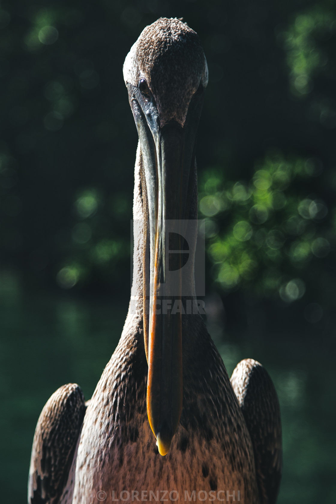 "Beautiful Pelican in the shadows" stock image