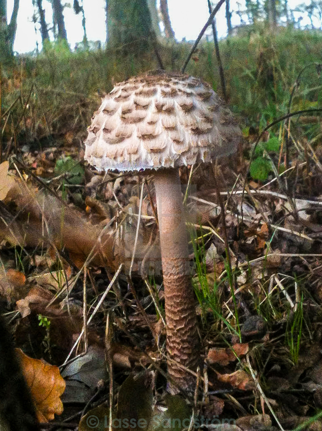 "Parasol mushroom" by Lasse Sandström - £12.40 "Parasol mushroom" stock image