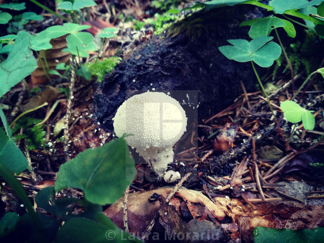 Amanita Virgineoides License Download Or Print For 8 68 Photos Picfair This stirps also includes a. picfair