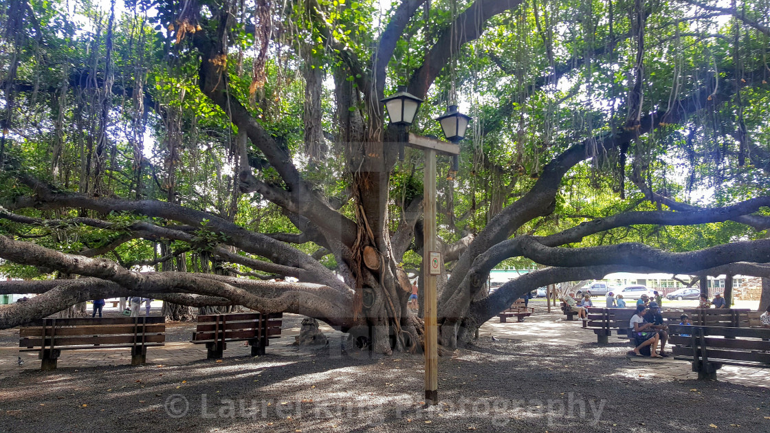 Ancient Banyan Tree Maui License Download Or Print For 12 40