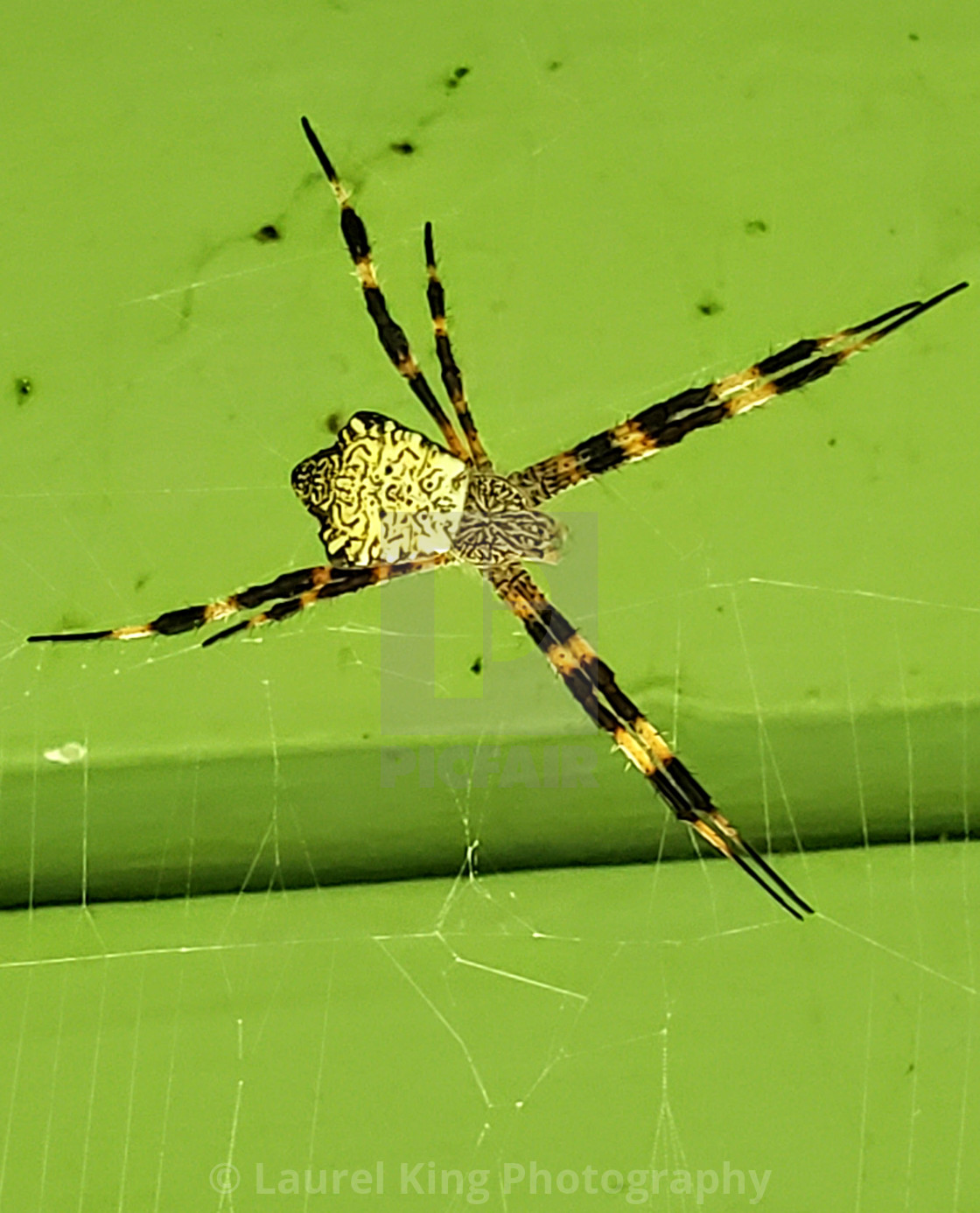 Hawaiian Garden Spider License Download Or Print For 7 86