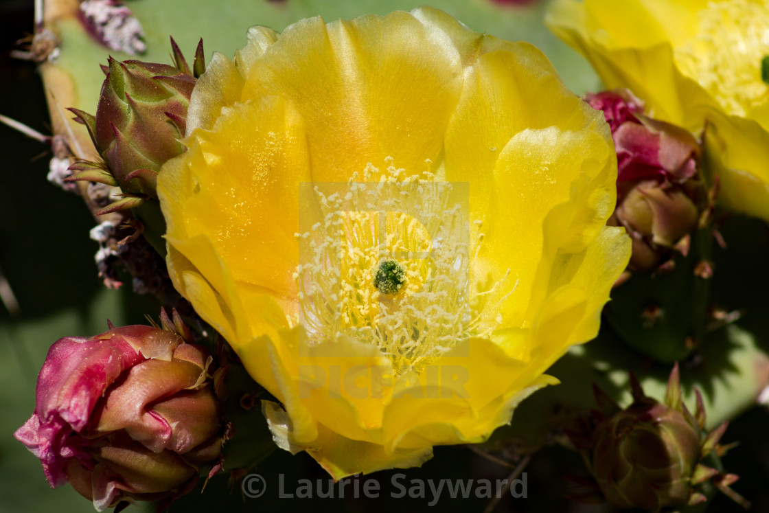 "Yellow Prickly Pear Flower and Buds" by Laurie Sayward - $10.66 "Yellow Prickly Pear Flower and Buds" stock image
