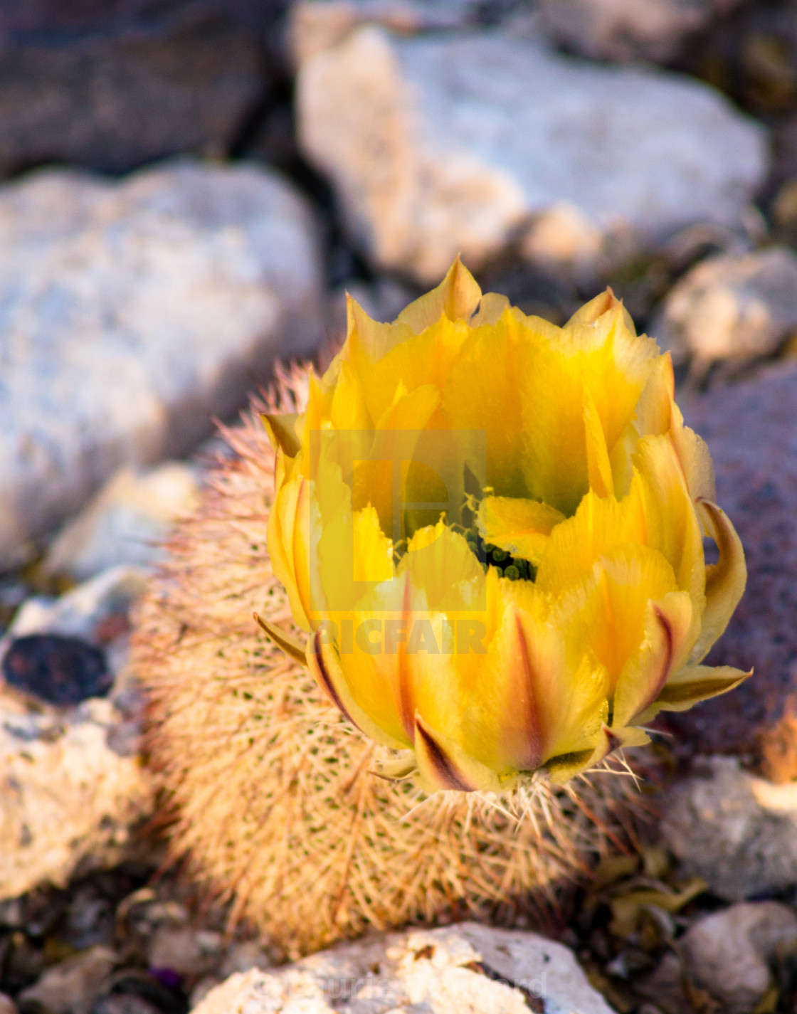 "Texas Rainbow Hedgehog Cactus" by Laurie Sayward - $9.13 "Texas Rainbow Hedgehog Cactus" stock image