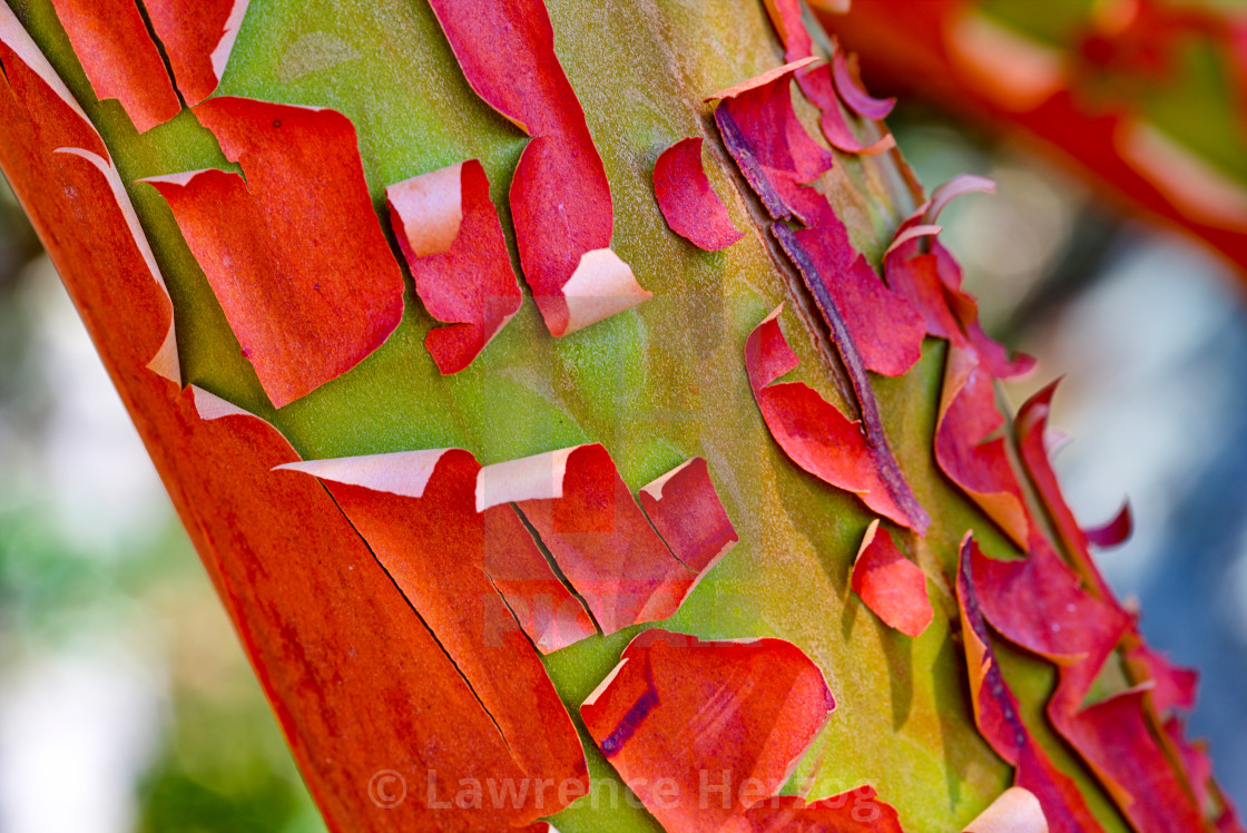 "Arbutus" stock image