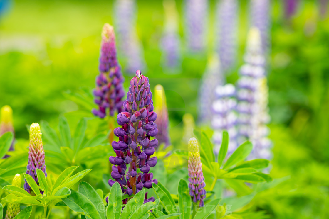 "Lupins" stock image