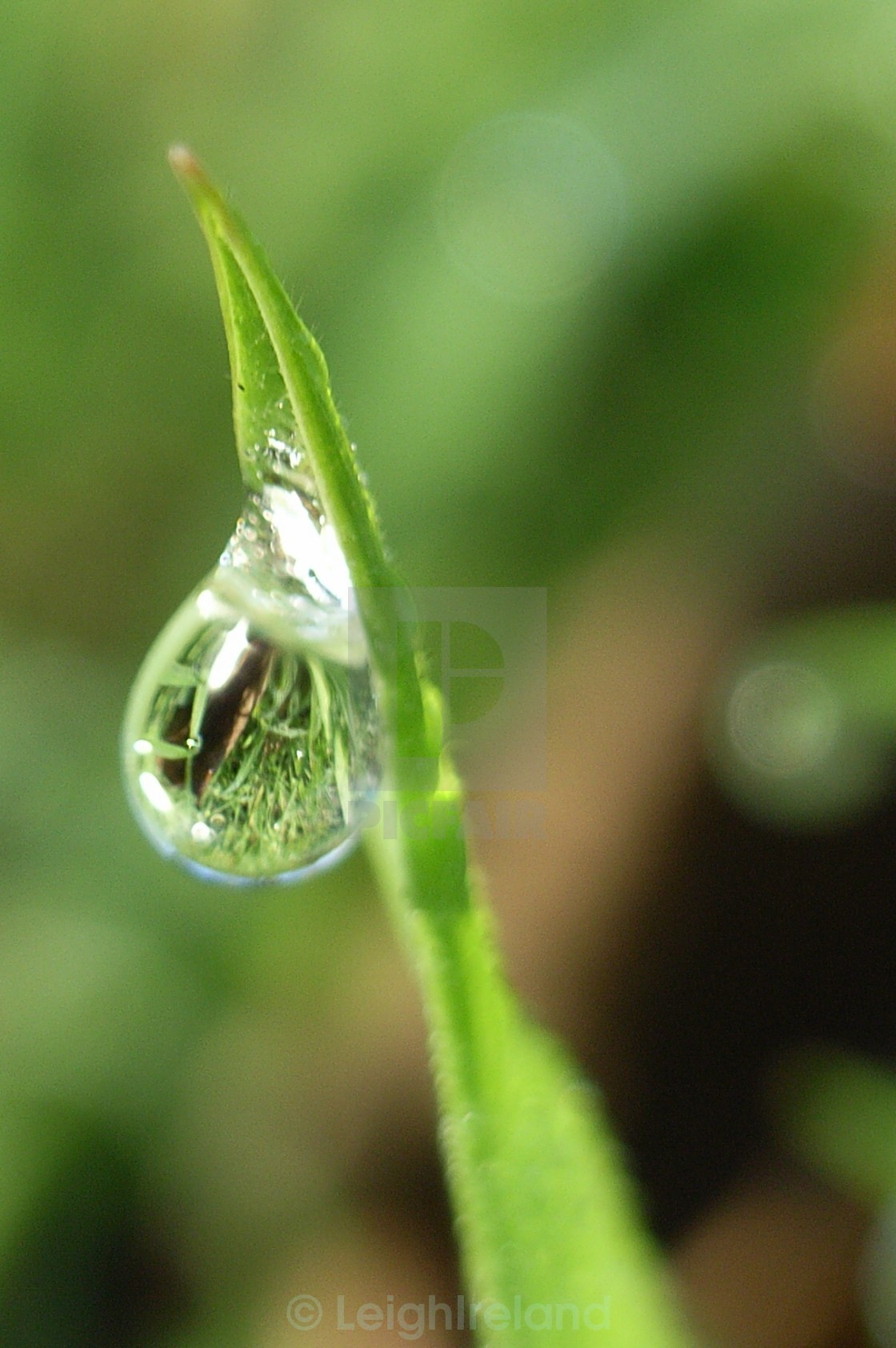 "dew on a blade of grass" stock image