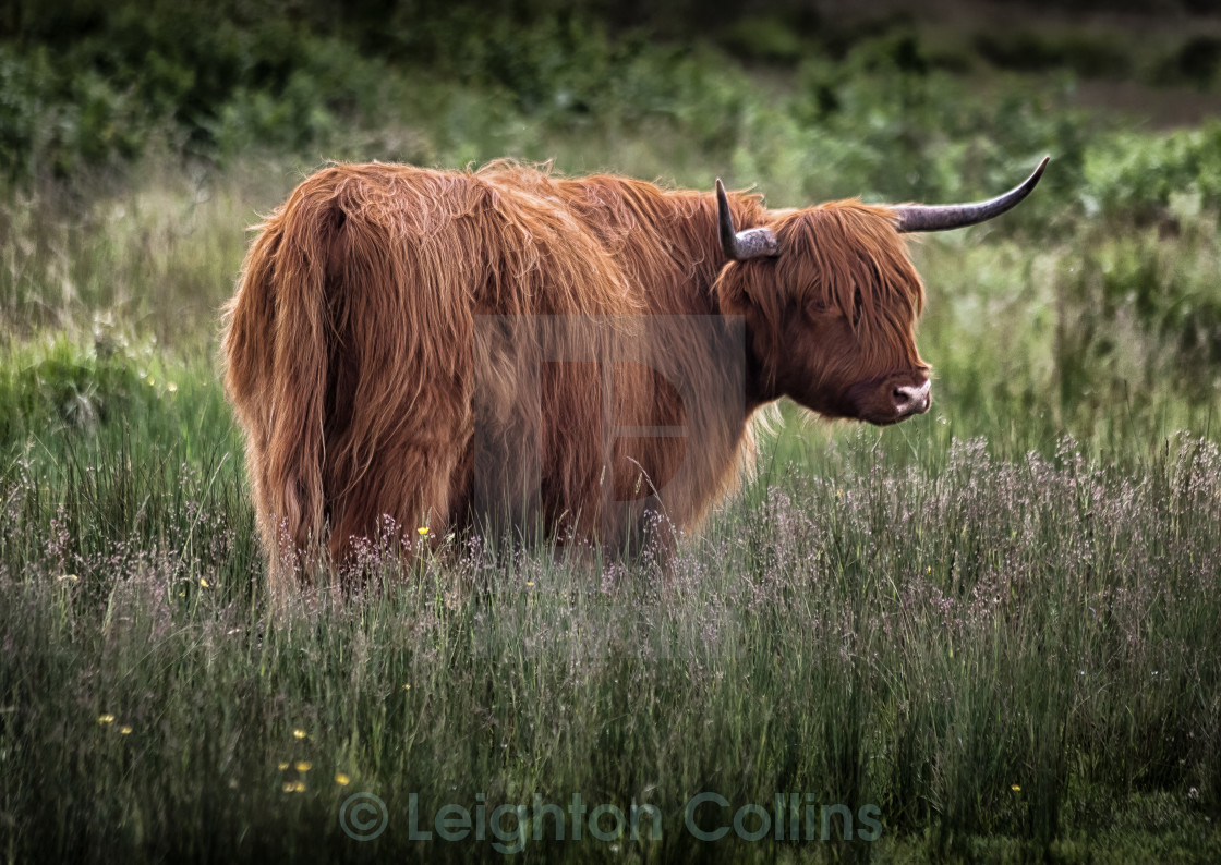 Highland Long Haired Cattle License Download Or Print For 6 20