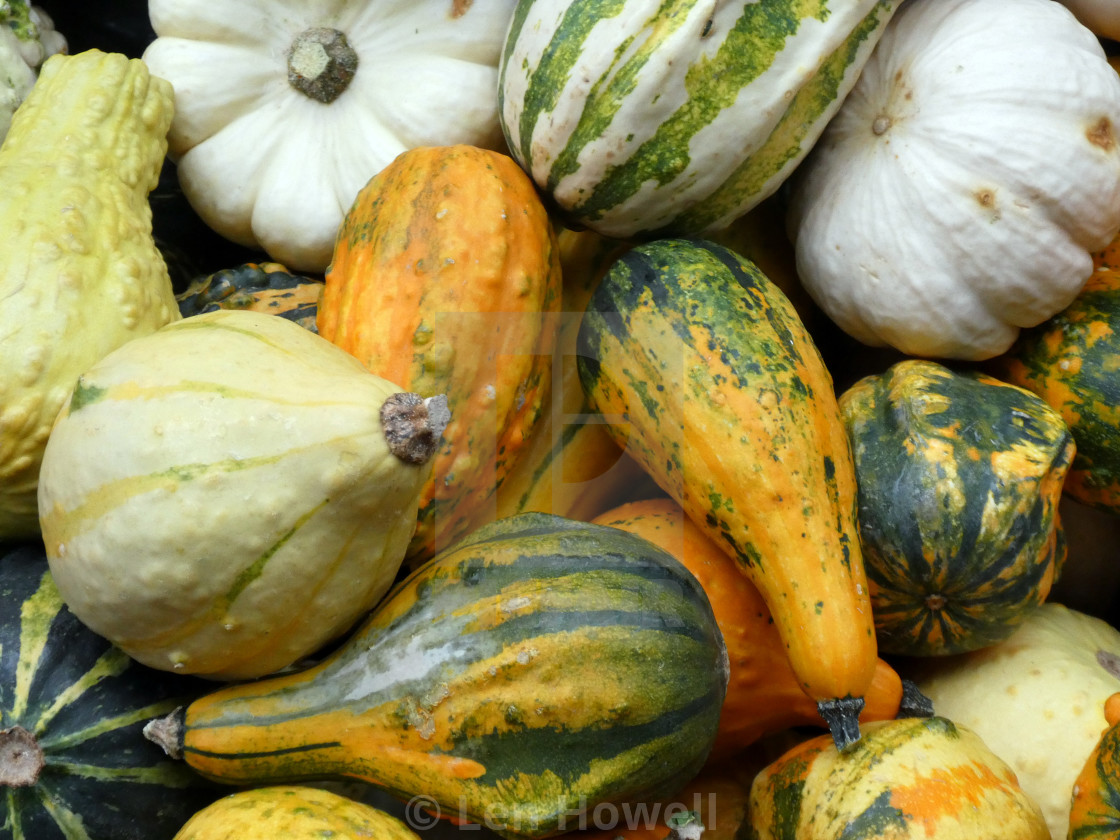 "Hoard of Gourds" stock image