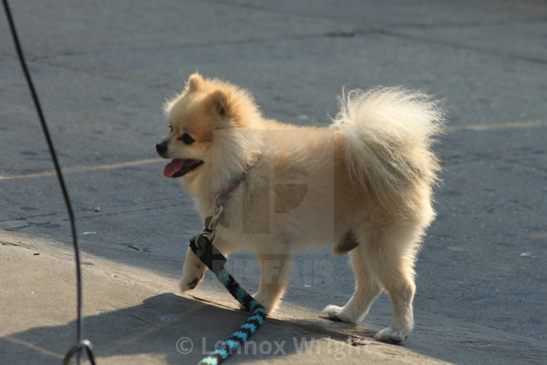 Cute Pomeranian Dog Images Download