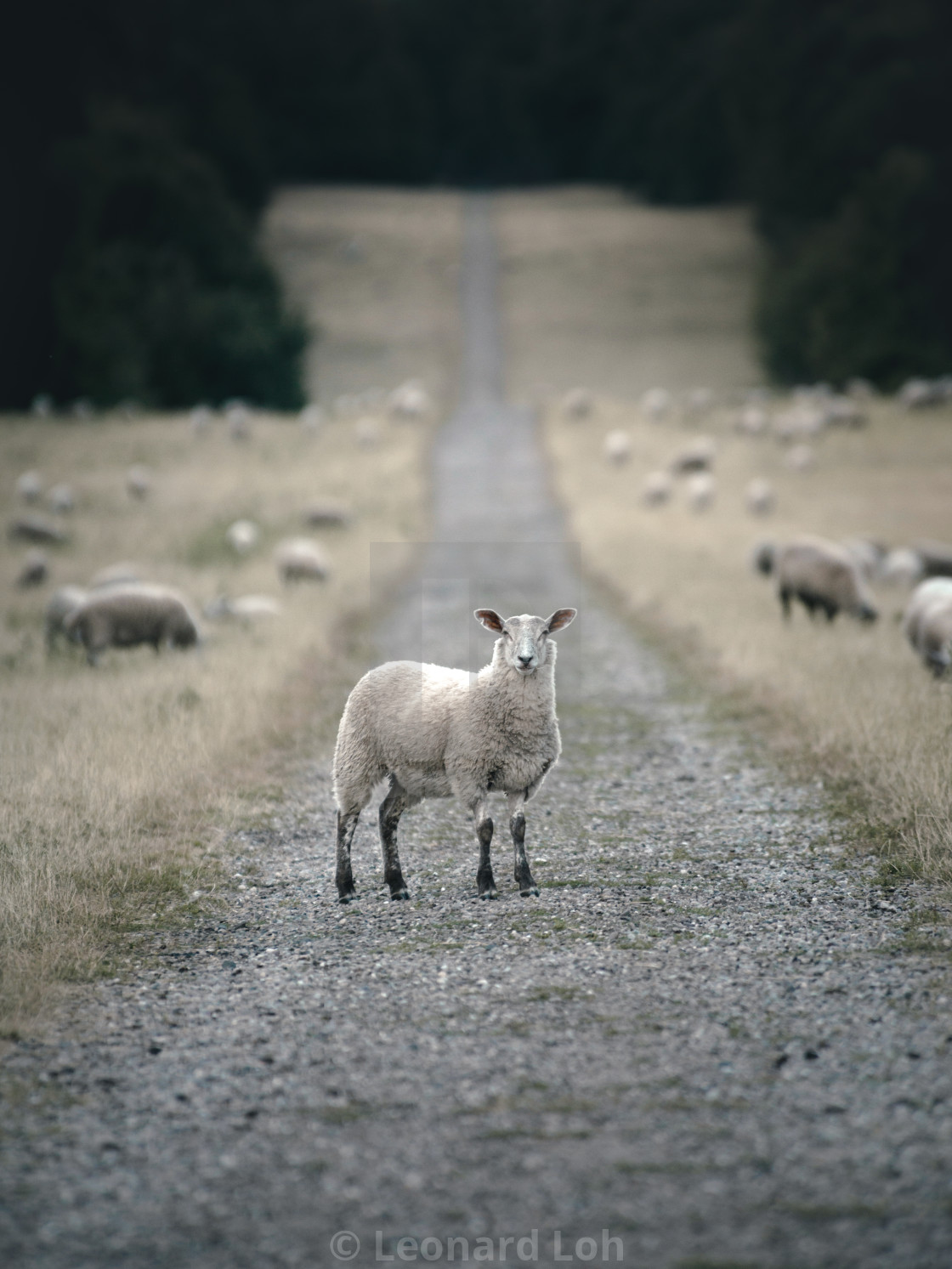 "Standout" by Leonard Loh - $46.22 "Standout" stock image