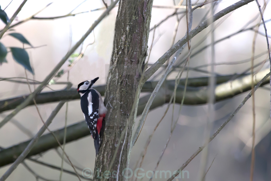 "Great Spotted Woodpecker." stock image