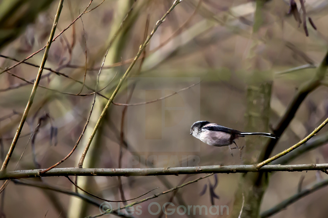 "Long Tailed Tit in Flight." stock image