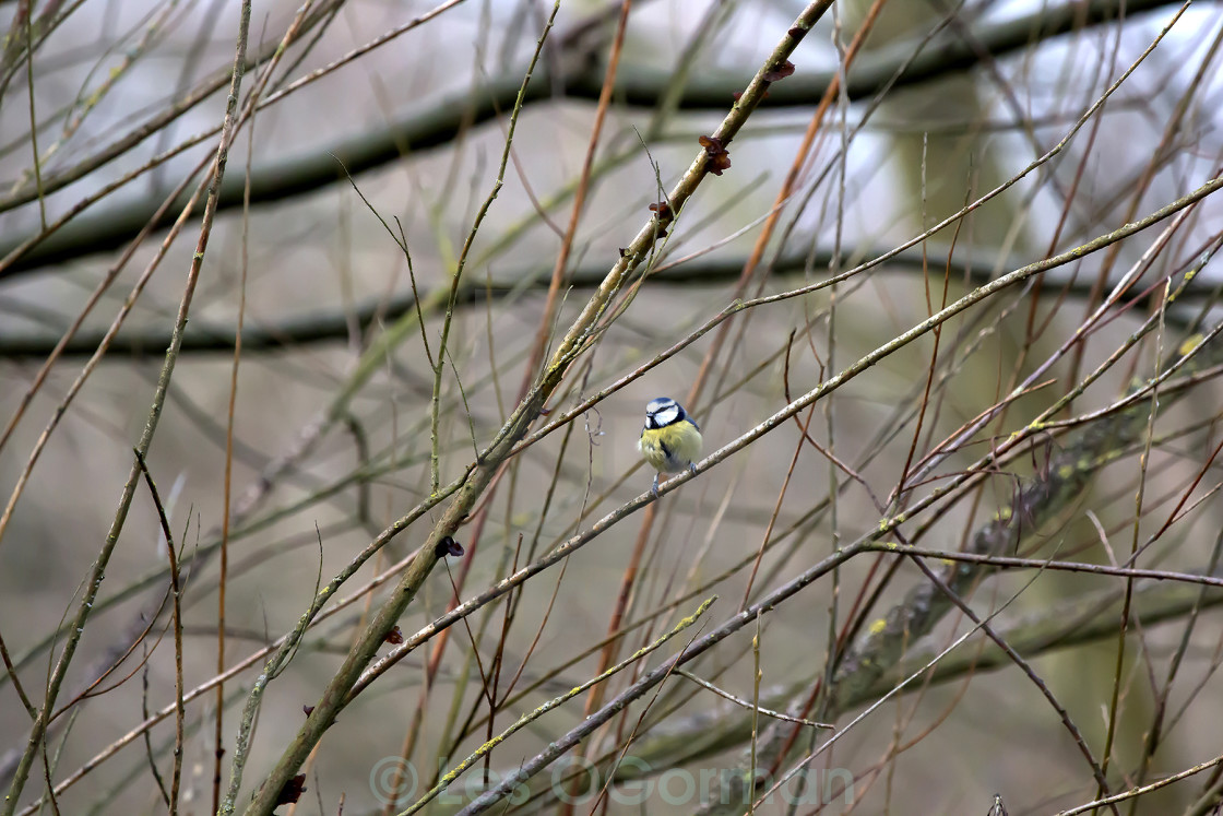 "Blue Tit in woodland." stock image