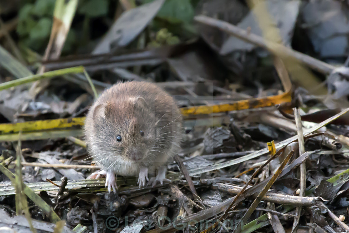 "Field Vole." stock image