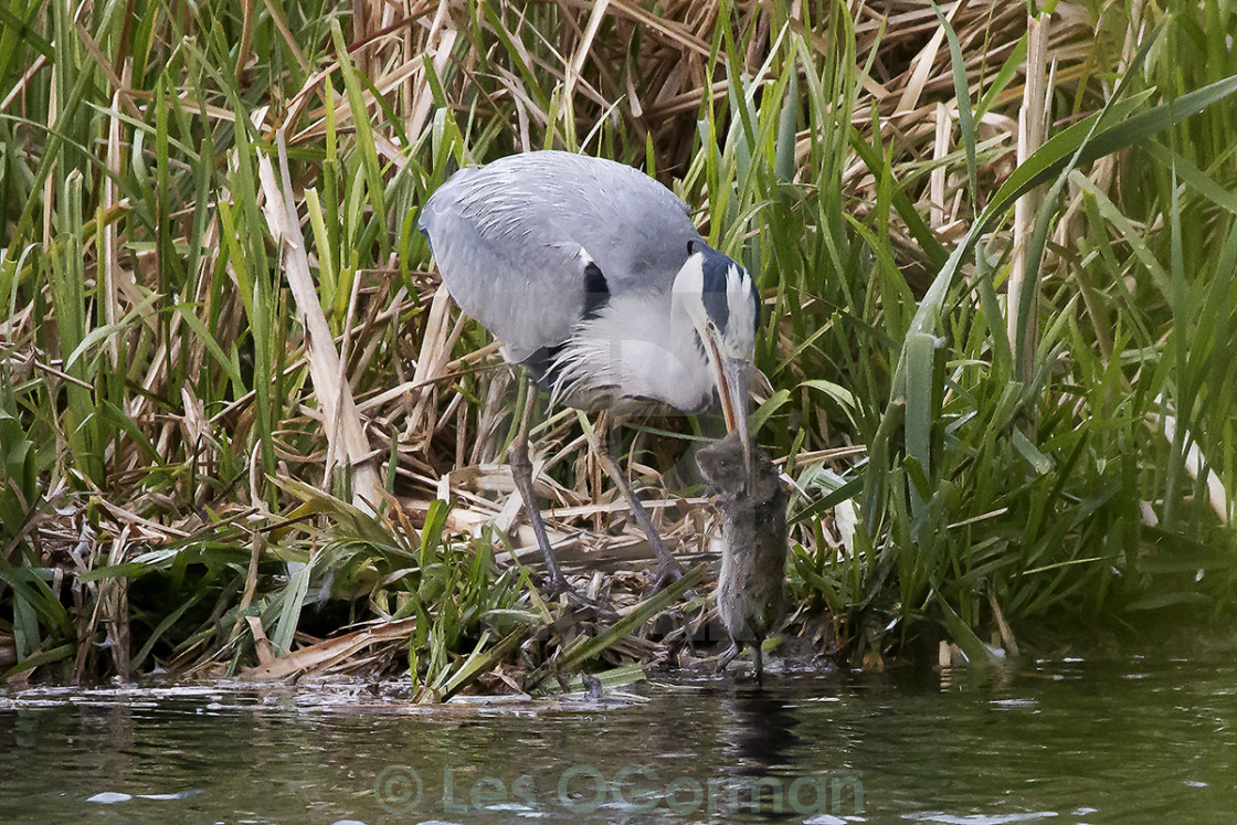 "A Grey Heron catching a rat 1." stock image