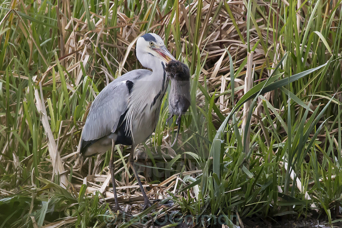 "A Grey Heron catching a rat" stock image