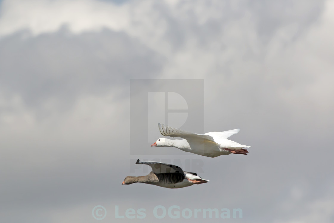 "Two Geese in Flight." stock image