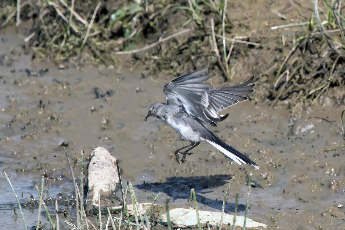 "Pied Wagtail juvenile." stock image